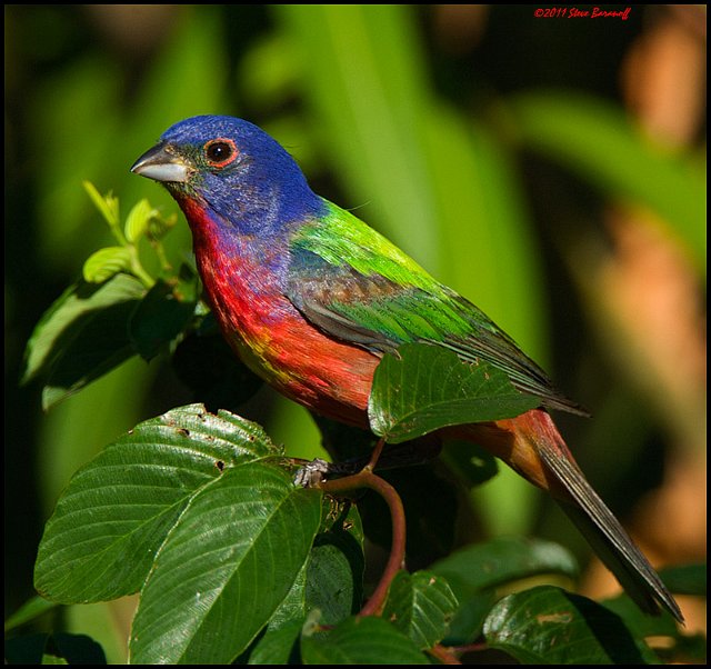 _1SB6834 painted bunting.jpg - Backyard Shot